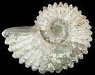 Bumpy Douvilleiceras Ammonite - Madagascar #53320-1